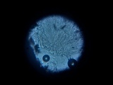 Navicella pileata image
