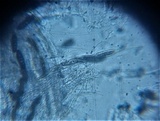 Navicella pileata image