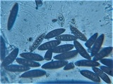 Navicella pileata image