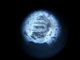 Navicella pileata image