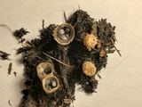 Cyathus stercoreus image