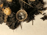 Cyathus stercoreus image