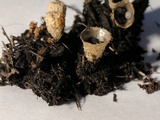 Cyathus stercoreus image