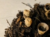 Cyathus stercoreus image