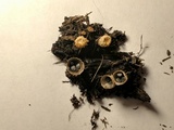 Cyathus stercoreus image