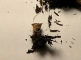 Cyathus stercoreus image