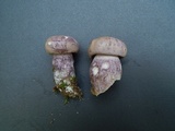 Tylopilus plumbeoviolaceus image