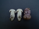 Tylopilus plumbeoviolaceus image