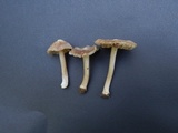 Inocybe grammata image