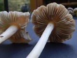 Inocybe grammata image