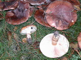 Tricholoma fracticum image