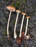 Entoloma hirtipes image