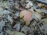 Caloboletus firmus image