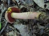 Caloboletus firmus image