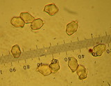 Entoloma hirtipes image