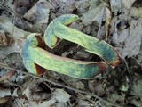 Caloboletus firmus image