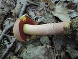 Caloboletus firmus image