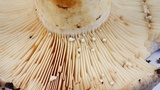 Lactarius argillaceifolius image