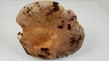Lactarius argillaceifolius image