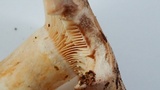 Lactarius argillaceifolius image