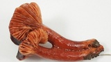 Lactarius atrobadius image