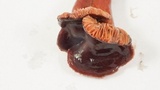 Lactarius atrobadius image