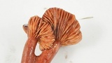Lactarius atrobadius image