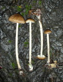 Entoloma hirtipes image