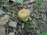 Boletus vermiculosoides image