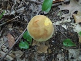 Boletus vermiculosoides image