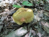 Boletus vermiculosoides image