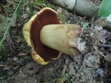 Boletus vermiculosoides image