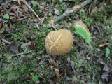 Boletus vermiculosoides image