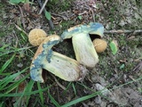 Boletus vermiculosoides image