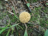 Boletus vermiculosoides image