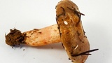 Lactarius pallescens image