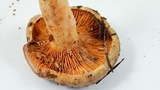 Lactarius pallescens image