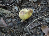 Boletus vermiculosoides image