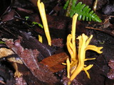 Clavulinopsis laeticolor image