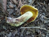 Boletus vermiculosoides image