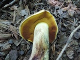 Boletus vermiculosoides image