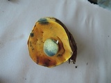 Boletus vermiculosoides image