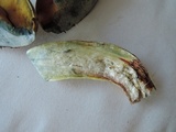 Boletus vermiculosoides image