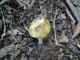 Boletus vermiculosoides image