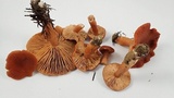 Lactarius rufus image