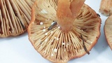 Lactarius rufus image