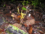 Clavulinopsis laeticolor image