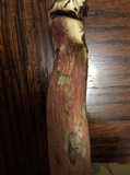 Caloboletus inedulis image