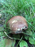 Tylopilus sordidus image