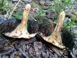 Tylopilus sordidus image